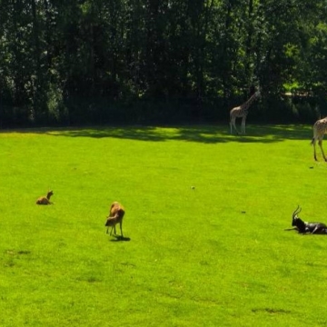 Zoo (25)