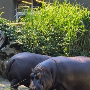 Zoo (25.1)