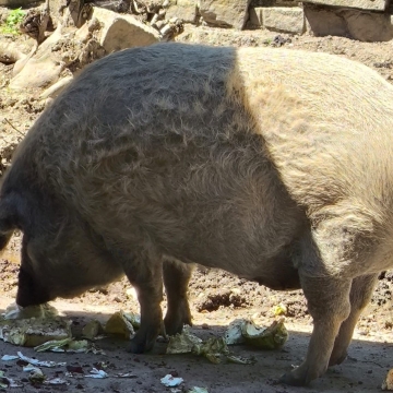 Zoo (36)